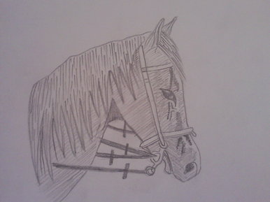 Horse drawing