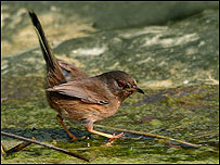 Dartford warbler (Jill Pakenham/BTO)
