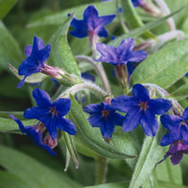 Buglossoides purpurocaerulea