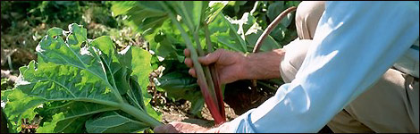 Get planting those rhubarbs