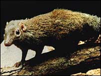 نوعی موش شرو