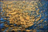 Riverlife in colour photo by Ian Beesley