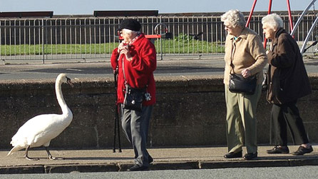 A swan walking past a group of pensioners on the pavement.