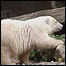 Knut