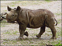 Zuri at four months old 