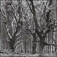 Chestnut Trees in conifer plantation, Brown Clee, from Quarry Land by Simon Denison