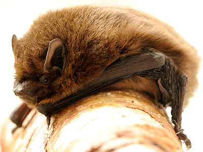 A pipistrelle bay by Amy Lewis.