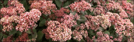 Sedum Matrona