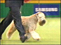 Terrier Group winner 2008