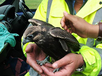 Indian Lugger Falcon