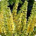 Mahonia x media 'Charity'