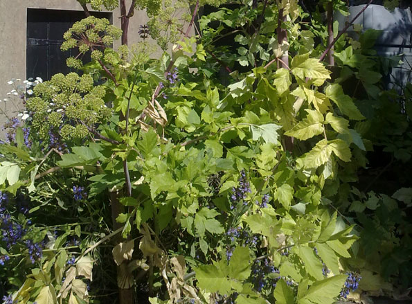 hogweed2_595.jpg
