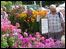 Shrewsbury Flower Show