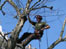 Tree surgeons in Bayswater