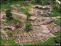 Gỗ bị đốn hạ trái phép ở Amazon