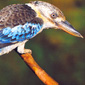 Bill was a fan of the Kookaburra bird and its unusual call