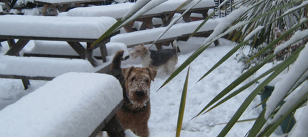 dogs_in_snow.jpg