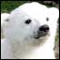 Knut
