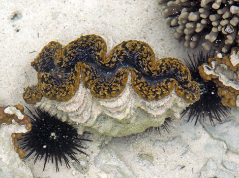 A giant clam