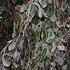 Weeping Purple Beech