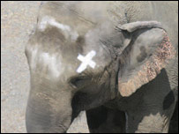 हैप्पी नाम की हथिनी