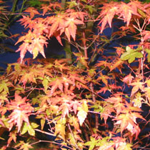 Acer palmatum 'Deshojo'