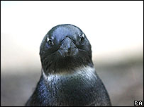 伦敦动物园的小企鹅“格罗蒂”被父母抛弃