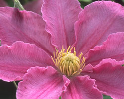 Clematis 'Abilene' (Evipo027)