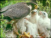 Peregrine with chicks (Pic: Chris Gomersall)