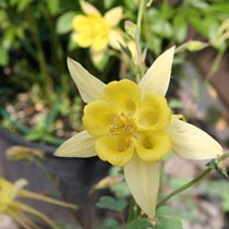Aquilegia chrysantha 'Yellow Queen'