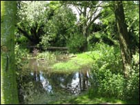 Bower Ponds in the summer