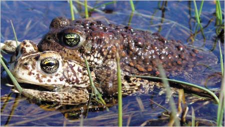 Mating natterjack toads c/o Ash Bennet.