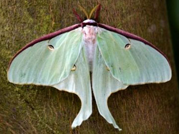 American Moon Moth, copyright istockphoto.com William Perry