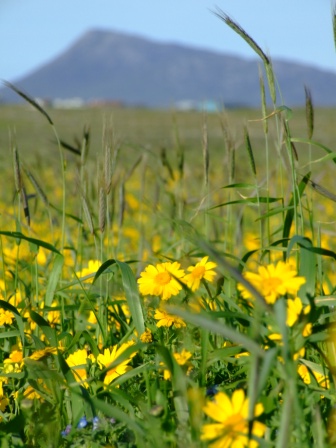 summer crop, Muir of Aird, Benbecula. Eaval in background