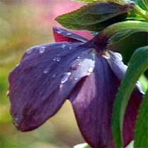 Helleborus orientalis