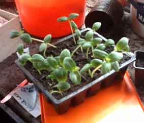 cucumber seedlings