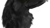 Crow