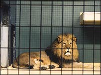 Lion by Richard Billingham