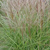 Miscanthus