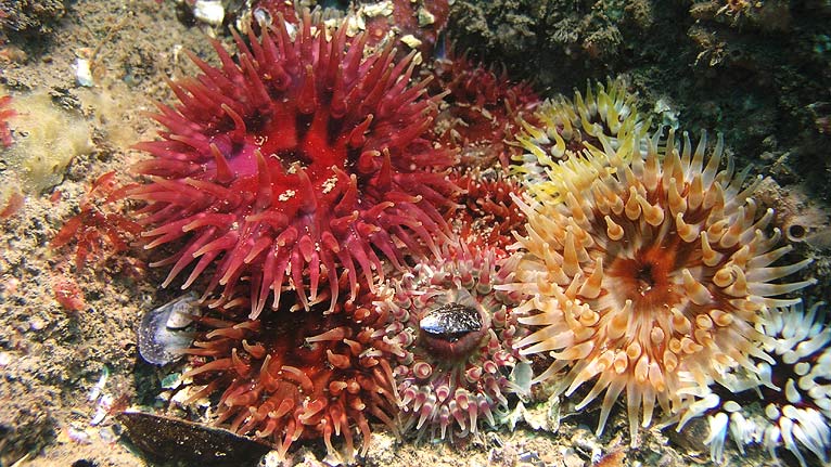 Dahlia anenomes by Blaise Bullimore