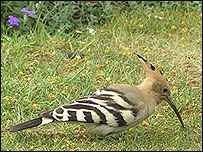 The Hoopoe