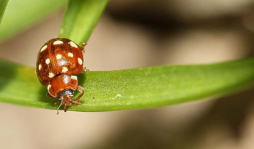 Cream©spot ladybird (Calvia 14©guttata) © Diane Seddon