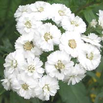 Achillea ptarmica 'The Pearl'