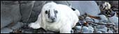 Grey seal pup. Photo: Matt Meech