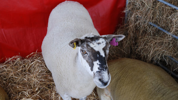 Cowel Texels born and bred in the wild in Argyll.