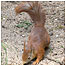 Red Squirrel