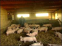 Farm