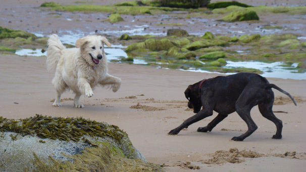 Dogs Dave and Bilbo having fun on Sandwood Bay Beach (courtesy of David Gourlay)