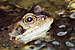 Frog in frog spawn