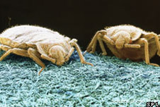 Bedbugs
